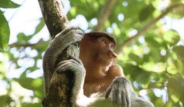 IN-DEPTH BORNEO & MALAYSIA TOUR