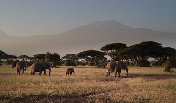 28-day Game Parks, Gorillas & Zanzibar (Camping)