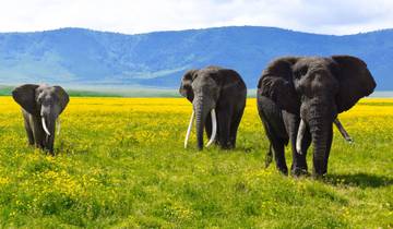 21 Day East Africa Itinerary, incl. Victoria Falls and Serengeti