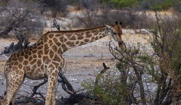 19-day Victoria Falls to Cape Town (Camping)