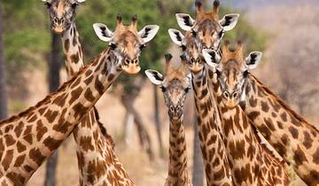 10-Day Tanzania Safari & Beach Tour to Selous, Ruaha & Zanzibar.