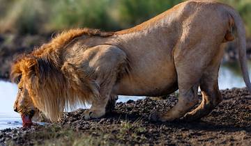 Ngorongoro Krater, Serengeti Tierwanderung und Tansania Schimpansen Safari - 9 Tage Rundreise