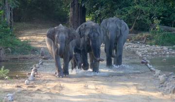 Rugissement et rêverie : Escapade dans la réserve de tigres de Corbett depuis Delhi