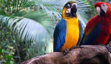 Peru Amazone-uitbreiding (Premium)