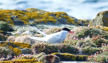 7 Day Orkney Islands Itinerary, incl. Kirkwall and Stromness