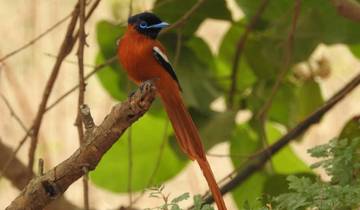 Gambia Birding Safari 10 Days/9 Nights ( Comfort)