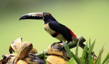 3-Day Sarapiqui with White River Rafting, Short Break Tour