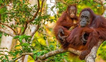 Borneo: viaje de aventura de 15 días