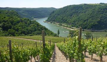 Rheinsteig : Mayence - Coblence (11 jours)