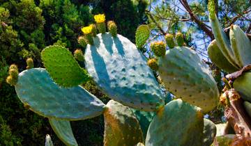 Mallorca Finca Sternfahrt - À travers le cœur tranquille de l'île (7 jours)