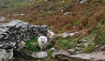 Ierland - Kerry Way 8 dagen