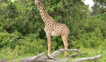 Kilimanjaro - Marangu Route mit Zusatztag (8 Tage) Rundreise