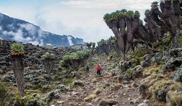 Mount Kilimanjaro - Lemosho Route with Crater Camp (10 days) Tour