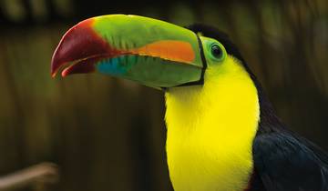 Costa Ricas Highlights erleben (14 Tage)