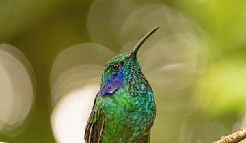 Costa Rica naturnah erwandern (16 Tage)