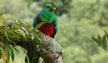 Costa Rica voor singles en alleenreizenden (16 dagen)