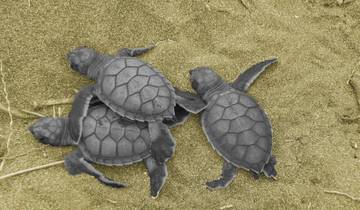 Voyage d'aventure Mundo Verde (15 jours)