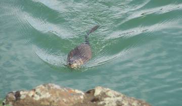Excursion classique en canoë - Fleuve Yukon de Whitehorse à Dawson City (20 jours)
