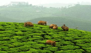 7 Days Tour to Kerala