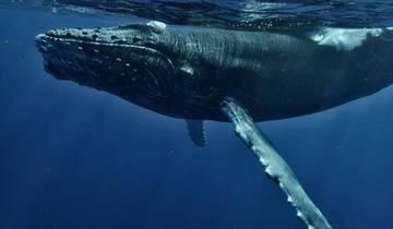 La faune sauvage et l\'observation des baleines sur la péninsule d\'Osa, au Costa Rica circuit