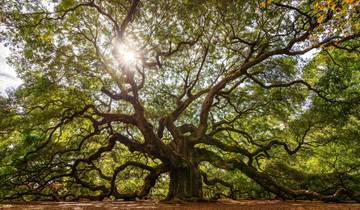 Best of the South: Charleston to New Orleans