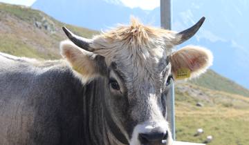 Brennerpas - Venetië - Van de hoofdkam van de Alpen tot aan het Lido (10 dagen)