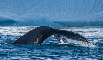 Greenland Disko Bay Discovered - 7 Days