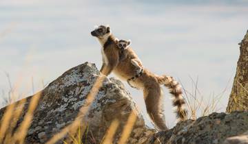 14 Days in Madagascar, incl. Antananarivo and Ifaty