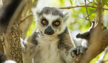 14 Days in Madagascar, incl. Antananarivo and Ifaty
