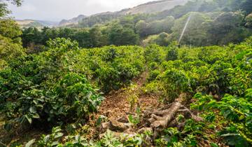 Pazifiktour Costa Rica (7 Tage) Rundreise
