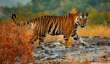 4 Tage Goldenes Dreieck Tour mit Ranthambore Tiger Safari ab Delhi Rundreise