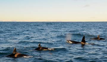 Island Norden & Süden - 6 Tage Rundreise