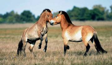 Circuito Monasterio de Erdenezuu y Parque Nacional de Khustai 3D 2N