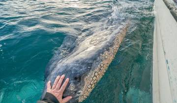 Whale watching in Baja California