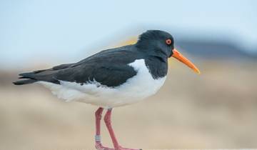 Animal and Bird Photography on Helgoland - Photo Trip with Michael Lohmann