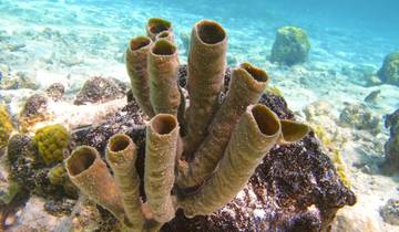 13 Day Panama Itinerary, incl. Panama City and Bocas del Toro