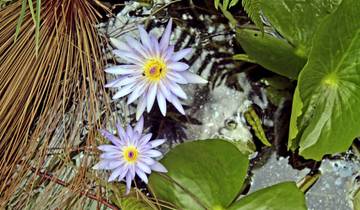 Berggorillas und Schimpansen