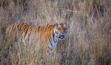 Exklusive Erlebnisse auf der Pirsch nach Tigern und Tempeln
