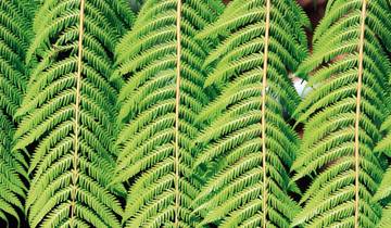 Naturwunder Neuseelands