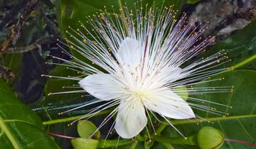 Au pays des baobabs et des tsingy circuit