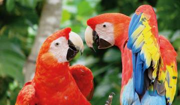 Zwischen zwei Küsten: Karibik, Nebelwald und Hellrote Aras