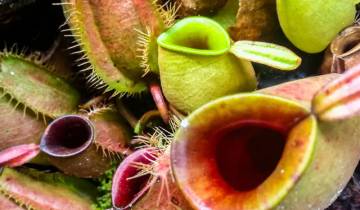 15 Days in Borneo Wildlife, incl. Kuching and Kota Kinabalu