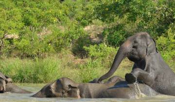 15 Days in Borneo Wildlife, incl. Kuching and Kota Kinabalu
