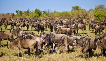 Looking to Enjoy a 6-Day Private Mid-Range Safari to Witness the South Serengeti Migration from Dar es Salaam? Here’s Your Ultimate Serengeti Safari Guide!