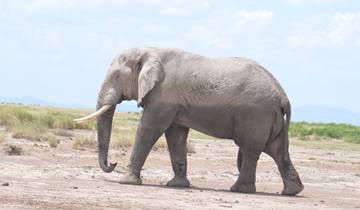 3 Days in Masai Mara Private Safari Transport 4x4 Jeep Tour