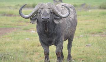 4 Days Masai Mara - Lake Nakuru National Park Budget Group Joining safari 2026 with Jeep 4x4 Tour