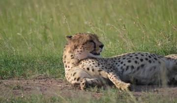 6 Days Masai Mara - Lake Nakuru - Samburu Tour