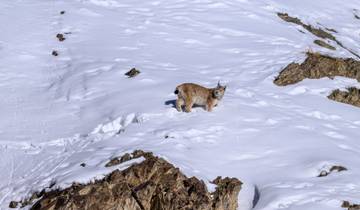 Das Phantom der Berge