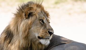 Kalahari-Löwen, Springböcke und Lechwe-Antilopen