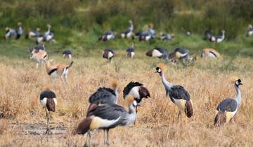 3-Day Fly-In Serengeti Safari from Zanzibar